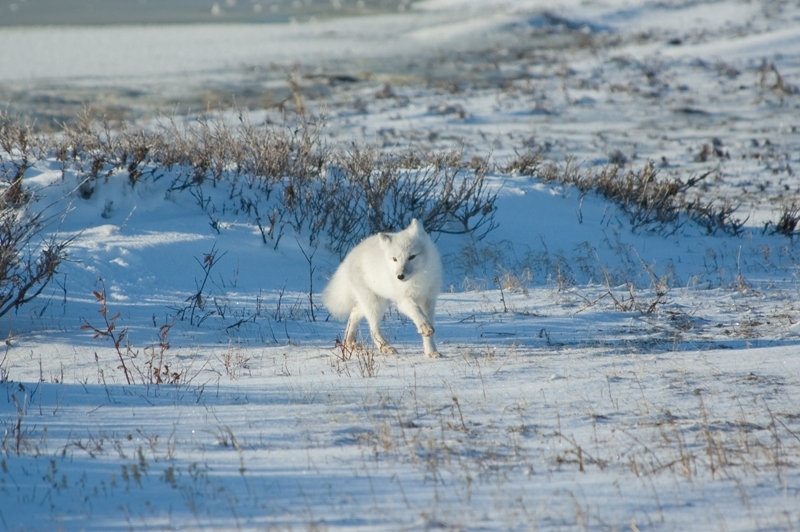 The arctic fox has adapted to the long winters of the tundra.